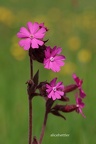 Rote Lichtnelke (Silene dioica)